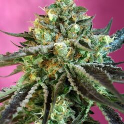 Sweet Nurse Auto CBD - Semi Autofiorenti