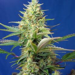 Sweet Pure Auto CBD - Semi Autofiorenti