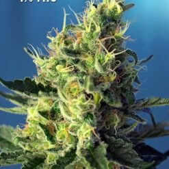 Sweet Pure CBD - Semi Stagionali Fotoperiodici