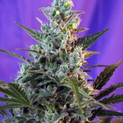 Sweet Skunk Auto - Semi Autofiorenti
