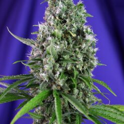 Sweet Trainwreck Auto - Semi Autofiorenti