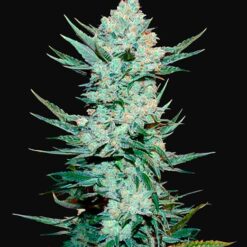 Tangie Auto - Semi Autofiorenti