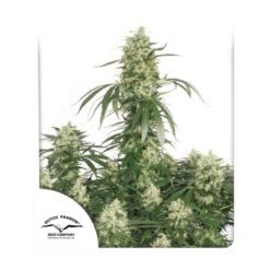 The Ultimate - Semi Stagionali Fotoperiodici