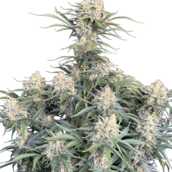 White Widow Auto Original - Semi Autofiorenti
