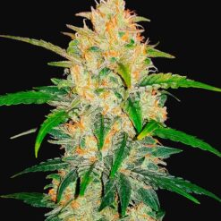 Zkittlez Auto - Semi Autofiorenti