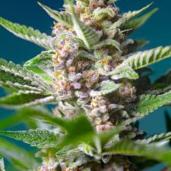 Purple Punch OG - Semi Stagionali Fotoperiodici