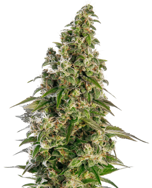 Afghani #1 Auto - Semi Autofiorenti