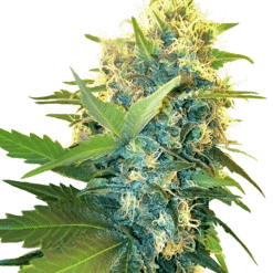 Double Kush Cake - Semi Stagionali Fotoperiodici