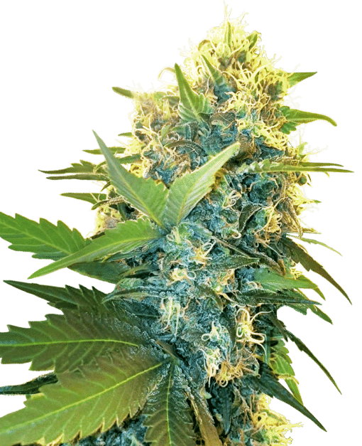 Double Kush Cake - Semi Stagionali Fotoperiodici