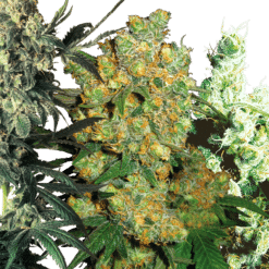 Feminized Mix - Semi Stagionali Fotoperiodici
