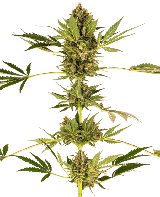 Himalayan CBD - Semi Stagionali Fotoperiodici