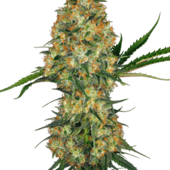 Hindu Kush - Semi Stagionali Fotoperiodici