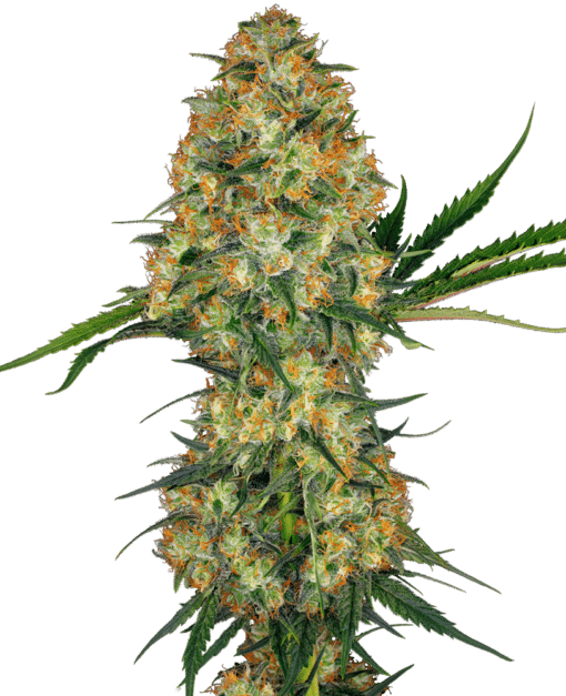 Hindu Kush - Semi Stagionali Fotoperiodici