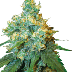 Jack Herer - Semi Stagionali Fotoperiodici