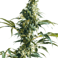 Mexican Sativa - Semi Stagionali Fotoperiodici