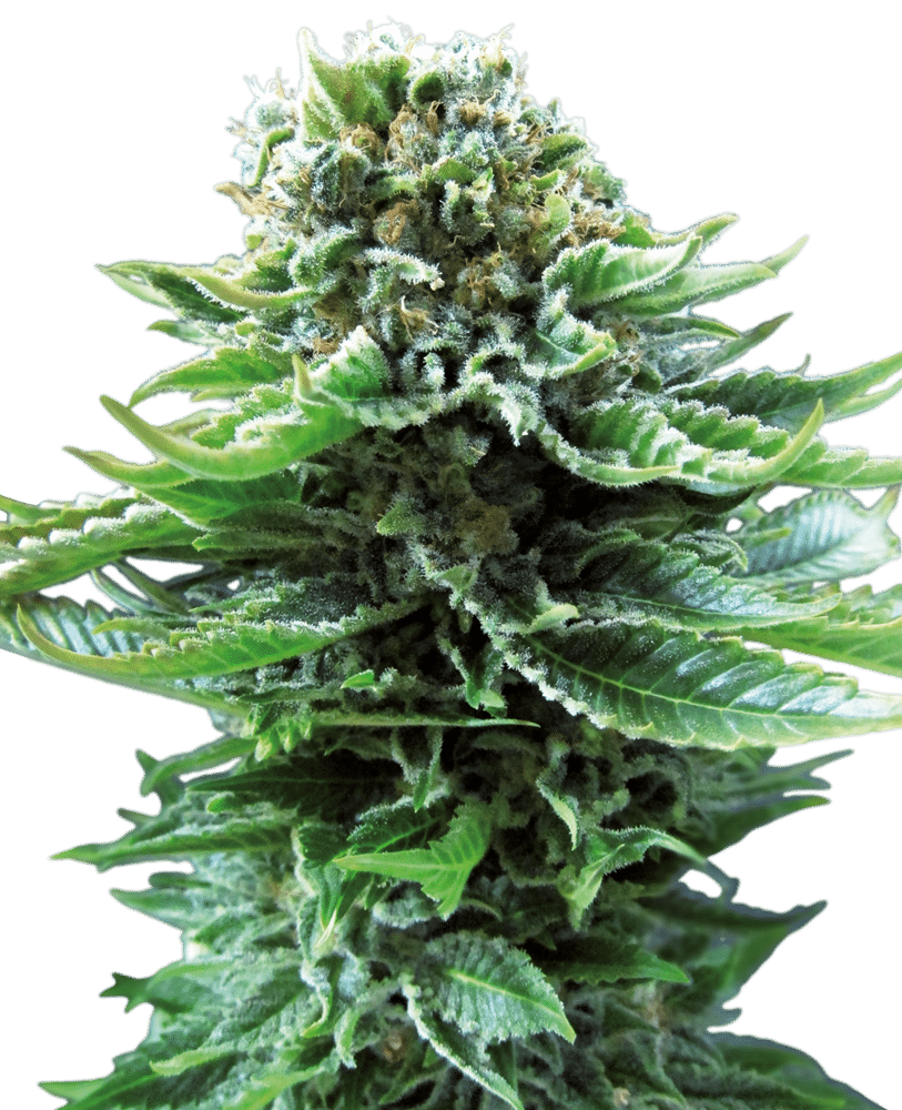 Northern Lights Auto - Semi Autofiorenti