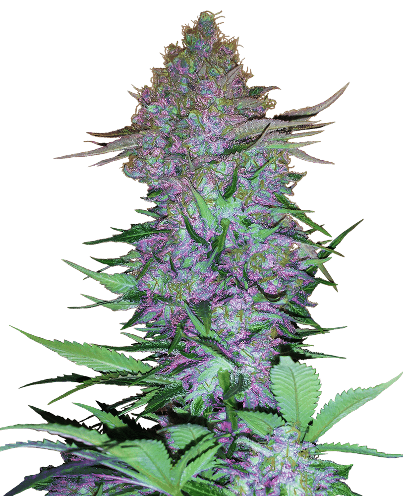 Purple Skunk Auto - Semi Autofiorenti