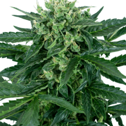 Sensi Amnesia Auto - Semi Autofiorenti