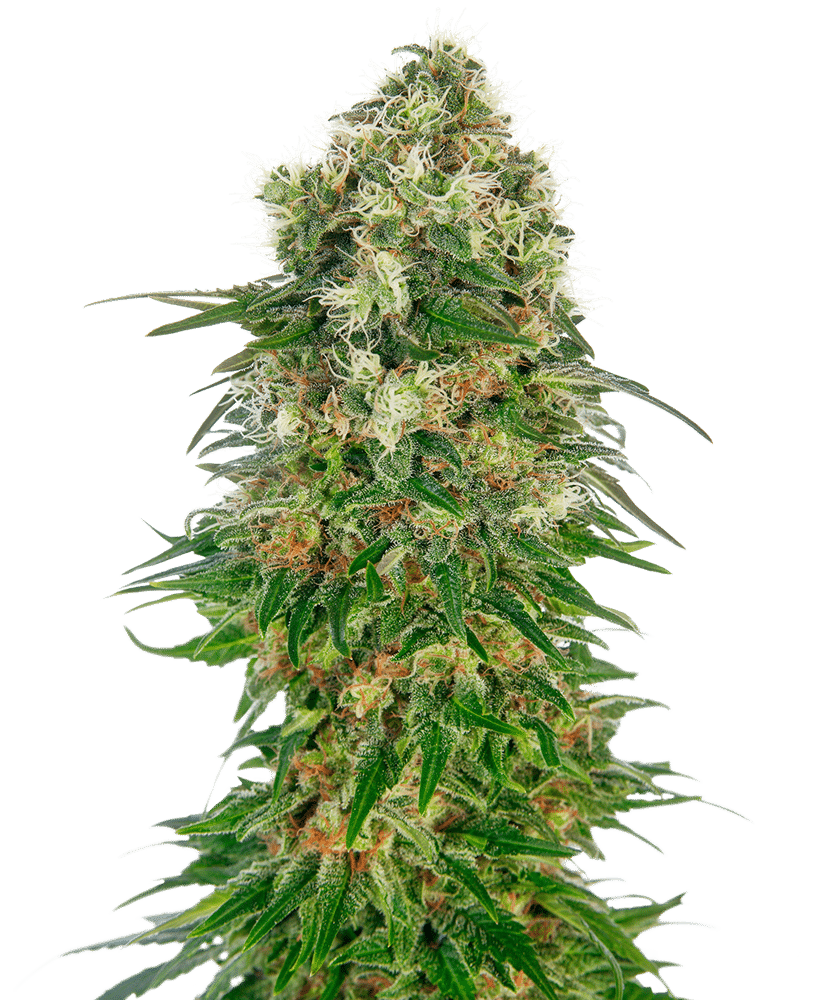 Shiva Skunk Auto - Semi Autofiorenti