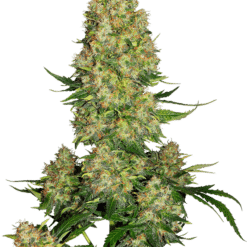 Skunk #1 - Semi Autofiorenti