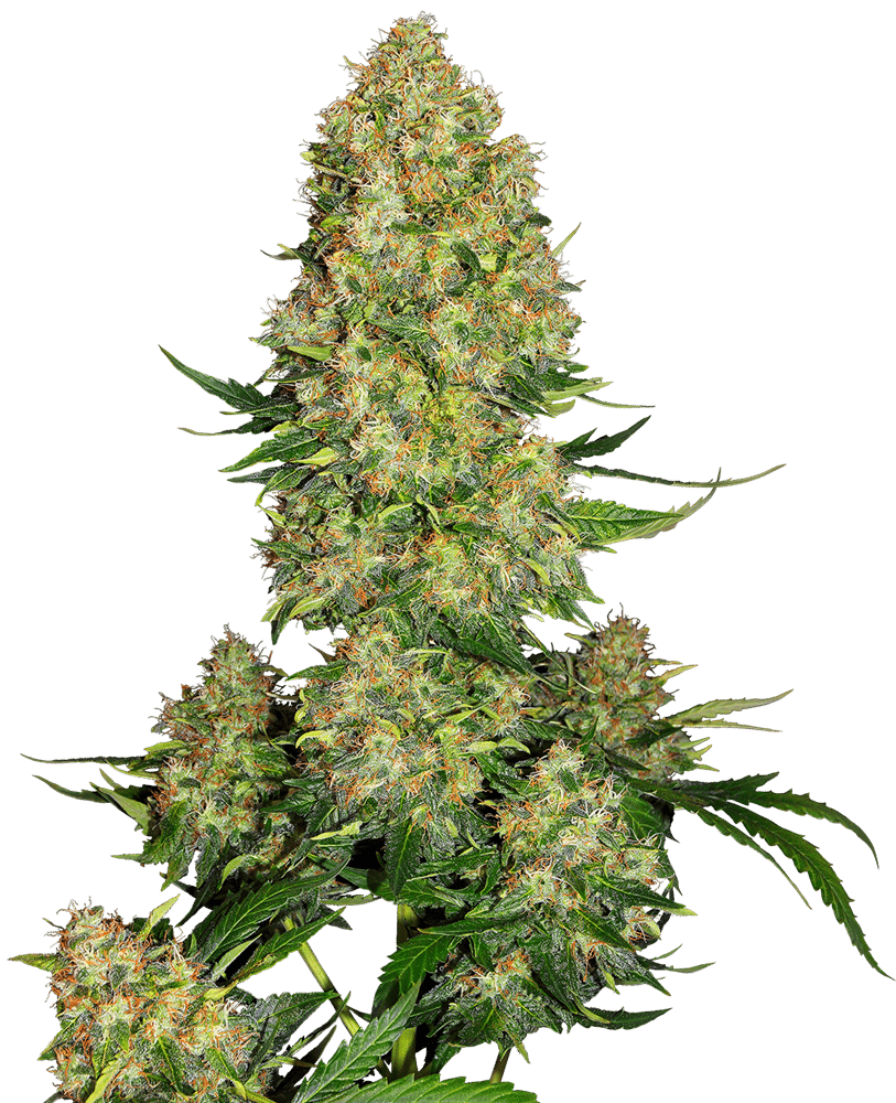 Skunk #1 - Semi Autofiorenti