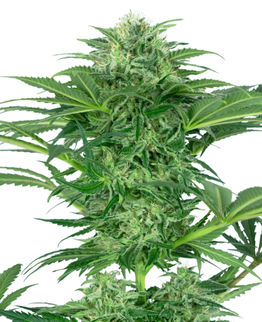 Skunk Dream CBD - Semi Stagionali Fotoperiodici