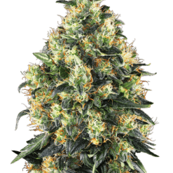 Super Skunk Auto - Semi Autofiorenti