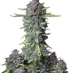Purple Punch Auto - Semi Autofiorenti