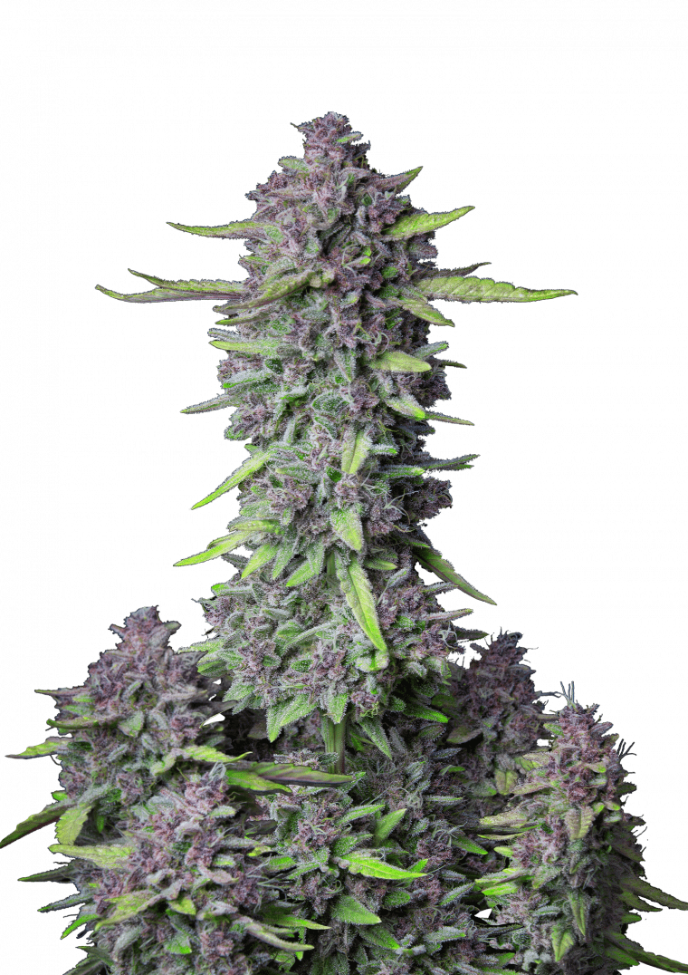 Purple Punch Auto - Semi Autofiorenti