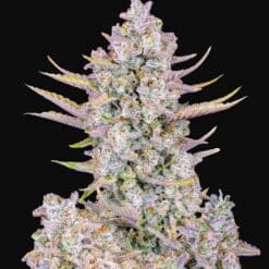 Purple Punch Auto - Semi Autofiorenti