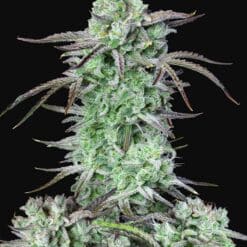 Strawberry Banana Auto - Semi Autofiorenti