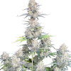 Afghan Kush Auto Original - Semi Autofiorenti
