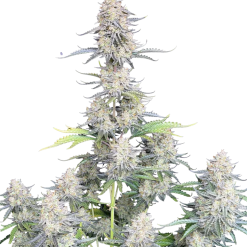 Afghan Kush Auto Original - Semi Autofiorenti