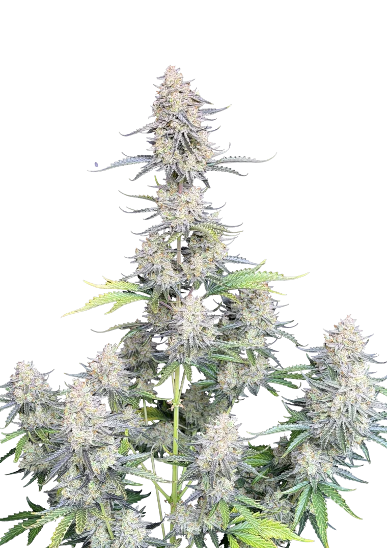Afghan Kush Auto Original - Semi Autofiorenti
