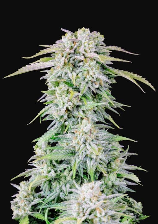 Afghan Kush Auto Original - Semi Autofiorenti