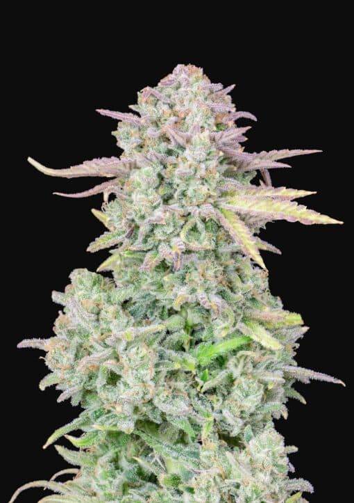Trainwreck Auto Original - Semi Autofiorenti