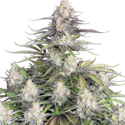 Trainwreck Auto Original - Semi Autofiorenti