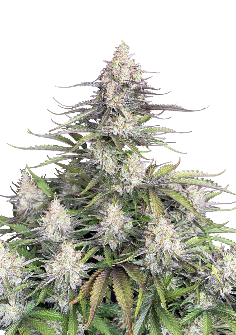 Trainwreck Auto Original - Semi Autofiorenti