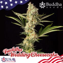 Buddha Wedding Cheesecake- Semi Stagionali Fotoperiodici