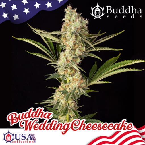 Buddha Wedding Cheesecake- Semi Stagionali Fotoperiodici