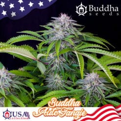 Buddha Tangie Auto - Semi Autofiorenti