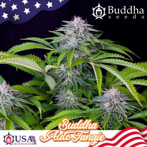 Buddha Tangie Auto - Semi Autofiorenti
