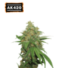 AK420 Auto - Semi Autofiorenti