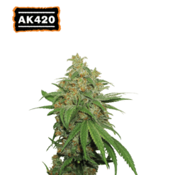 AK420 Auto - Semi Autofiorenti