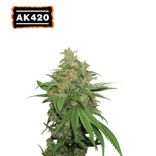 AK420 Auto - Semi Autofiorenti