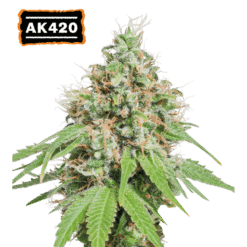 AK420 - Semi Stagionali Fotoperiodici