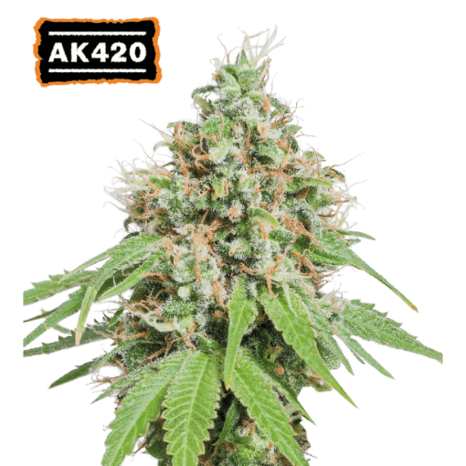 AK420 - Semi Stagionali Fotoperiodici