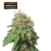 Amnesia Auto - Semi Autofiorenti