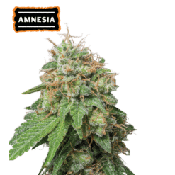 Amnesia Auto - Semi Autofiorenti