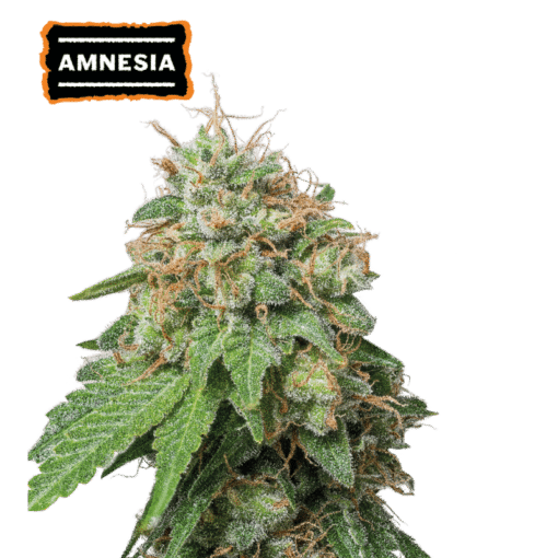Amnesia Auto - Semi Autofiorenti